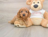 8 week old Cavapoo Puppy For Sale - Windy City Pups