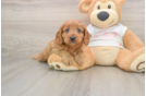 Funny Cavapoo Poodle Mix Pup