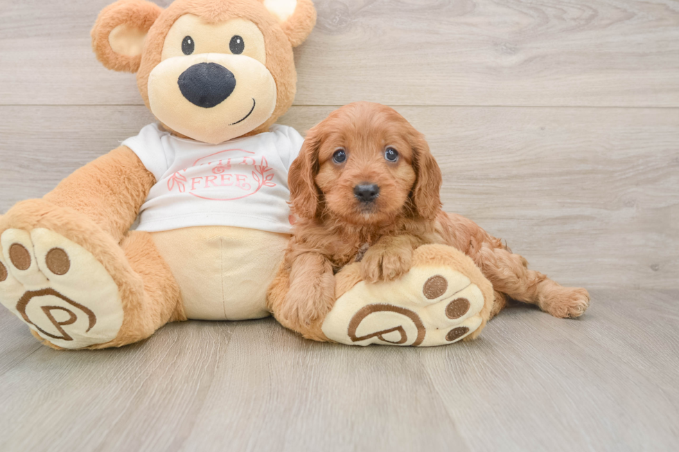 Cavapoo Puppy for Adoption