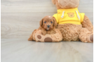 Cavapoo Puppy for Adoption