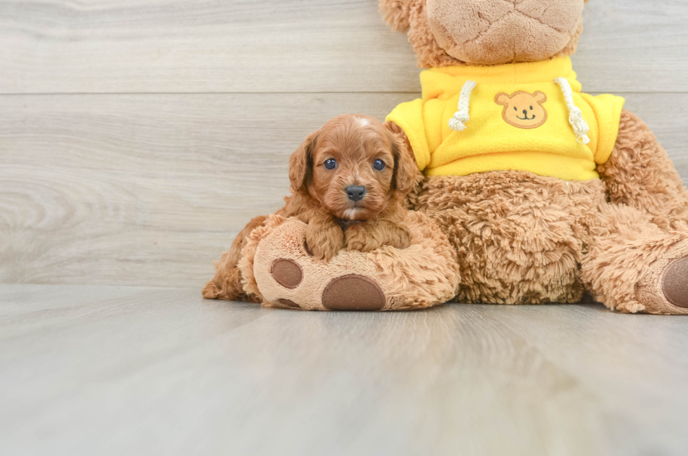 6 week old Cavapoo Puppy For Sale - Windy City Pups