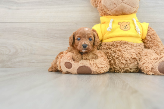 Cavapoo Puppy for Adoption