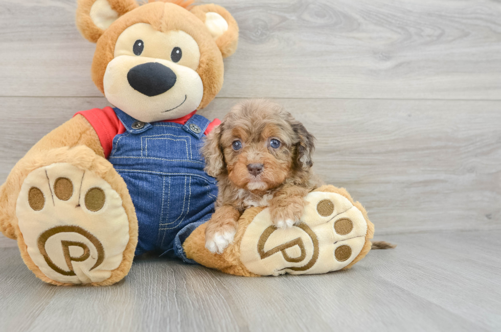 5 week old Cavapoo Puppy For Sale - Windy City Pups