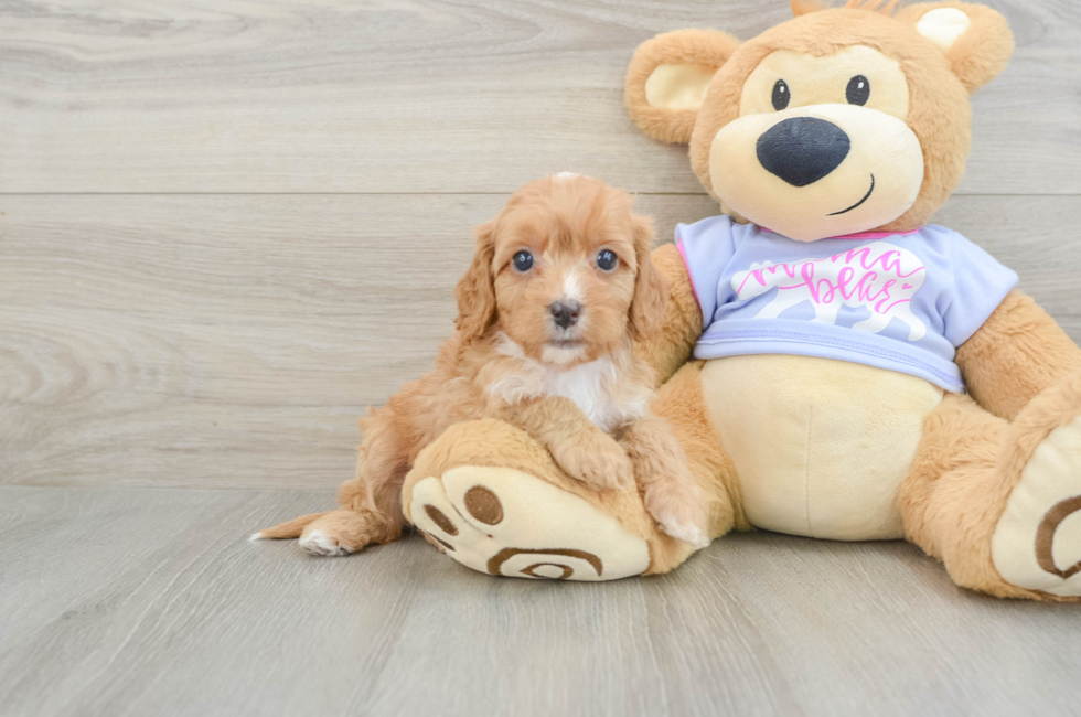 6 week old Cavapoo Puppy For Sale - Windy City Pups
