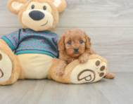 7 week old Cavapoo Puppy For Sale - Windy City Pups