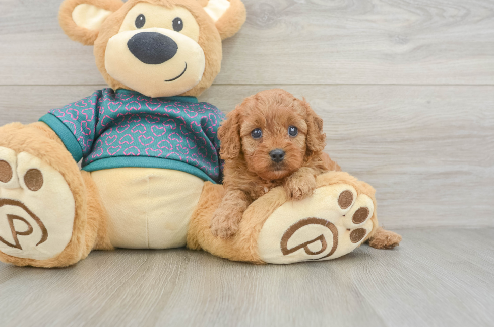 5 week old Cavapoo Puppy For Sale - Windy City Pups