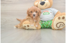 Cavapoo Puppy for Adoption