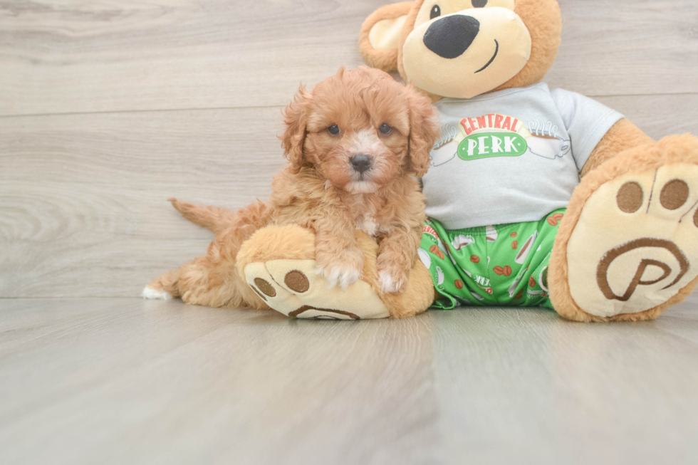 Cavapoo Puppy for Adoption