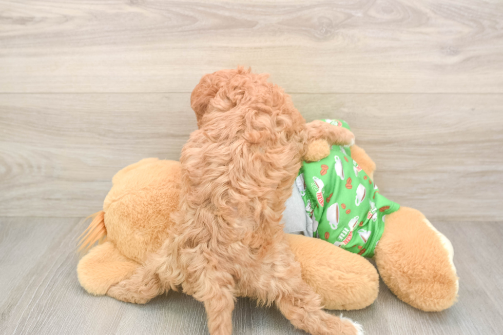Adorable Cavalier King Charles Spaniel and Poodle Mix Poodle Mix Puppy