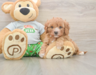 8 week old Cavapoo Puppy For Sale - Windy City Pups