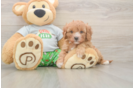 Cavapoo Pup Being Cute
