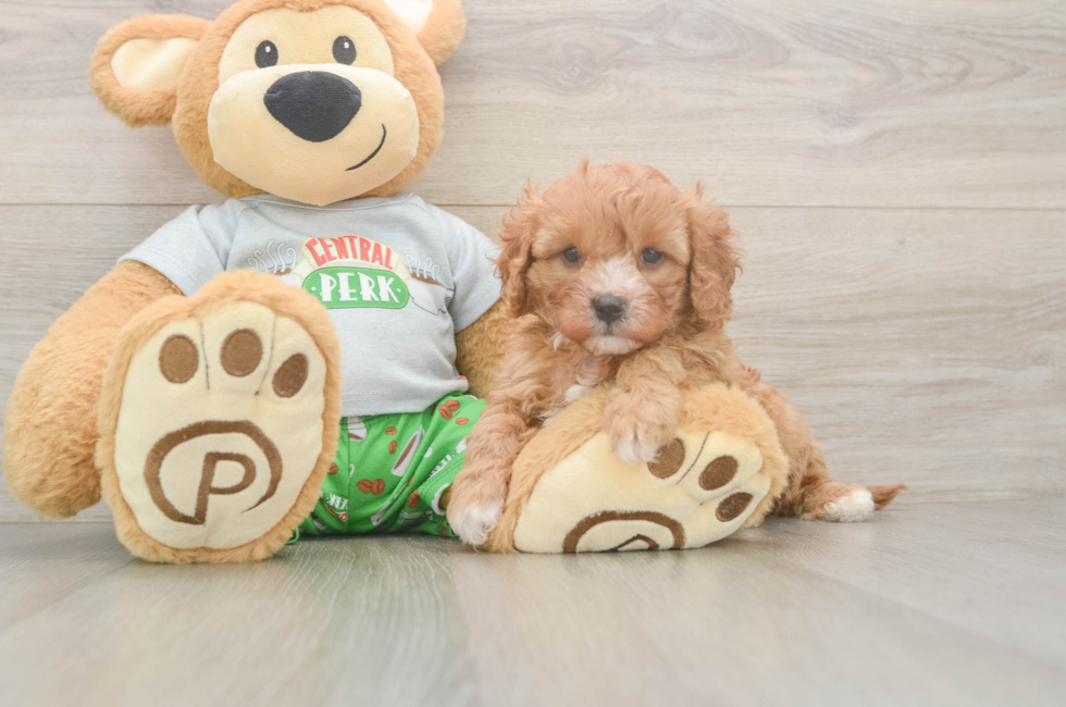 5 week old Cavapoo Puppy For Sale - Windy City Pups