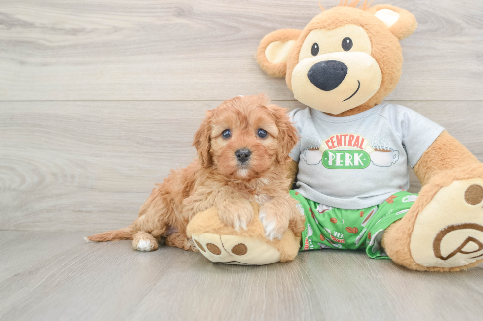 Funny Cavapoo Poodle Mix Pup