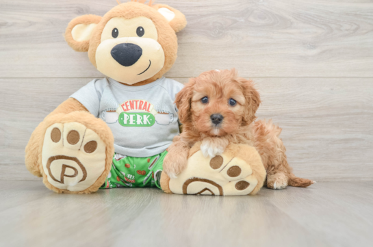 Cavapoo Pup Being Cute