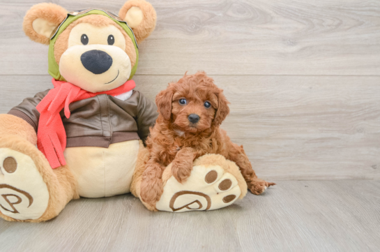 Friendly Cavapoo Baby