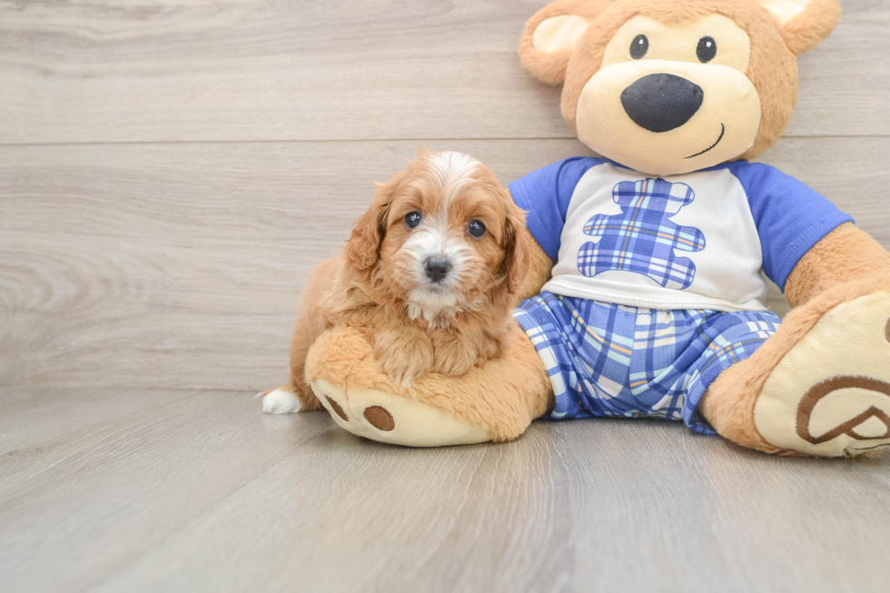 Cavapoo Pup Being Cute