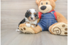 Cavapoo Puppy for Adoption