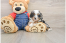 Best Cavapoo Baby