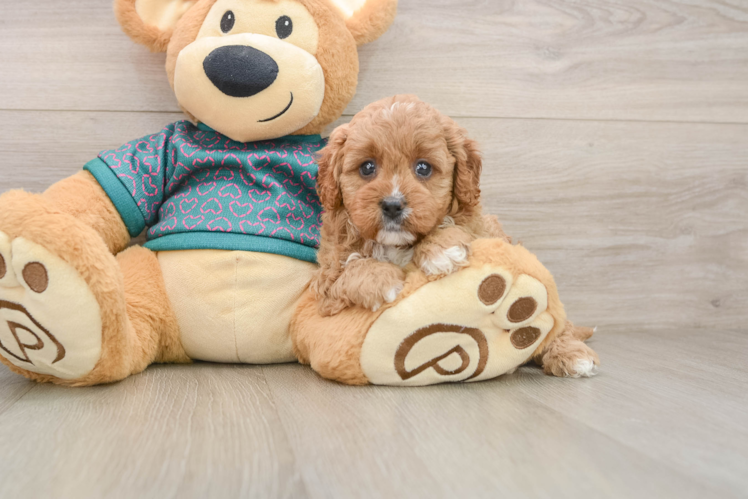 Popular Cavapoo Poodle Mix Pup