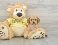 8 week old Cavapoo Puppy For Sale - Windy City Pups