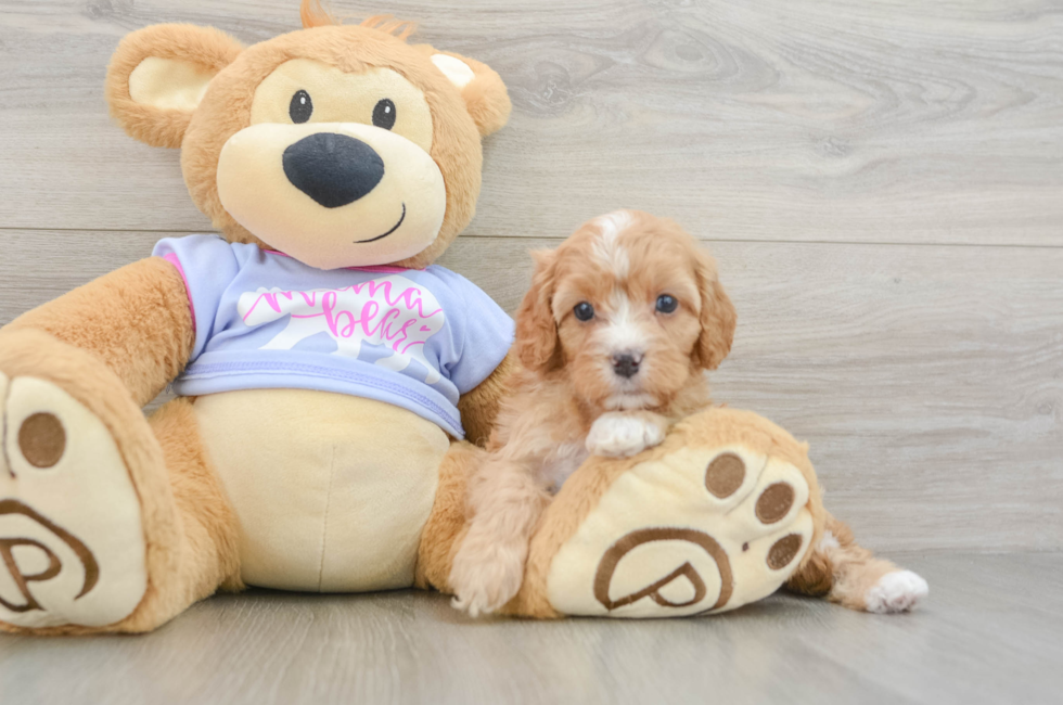 6 week old Cavapoo Puppy For Sale - Windy City Pups
