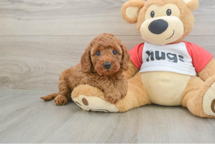 Best Cavapoo Baby