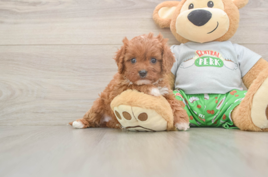 Smart Cavapoo Poodle Mix Pup