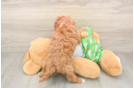 Energetic Cavoodle Poodle Mix Puppy