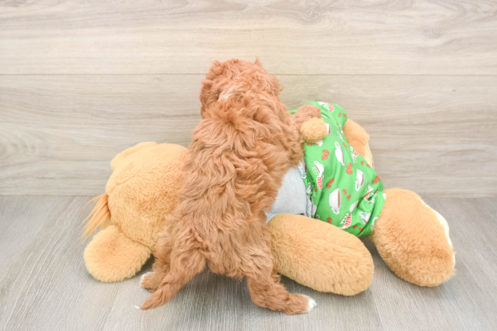 Energetic Cavoodle Poodle Mix Puppy