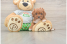 Cavapoo Pup Being Cute