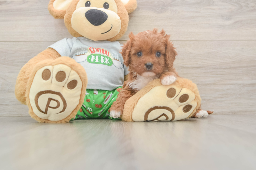 Cavapoo Pup Being Cute