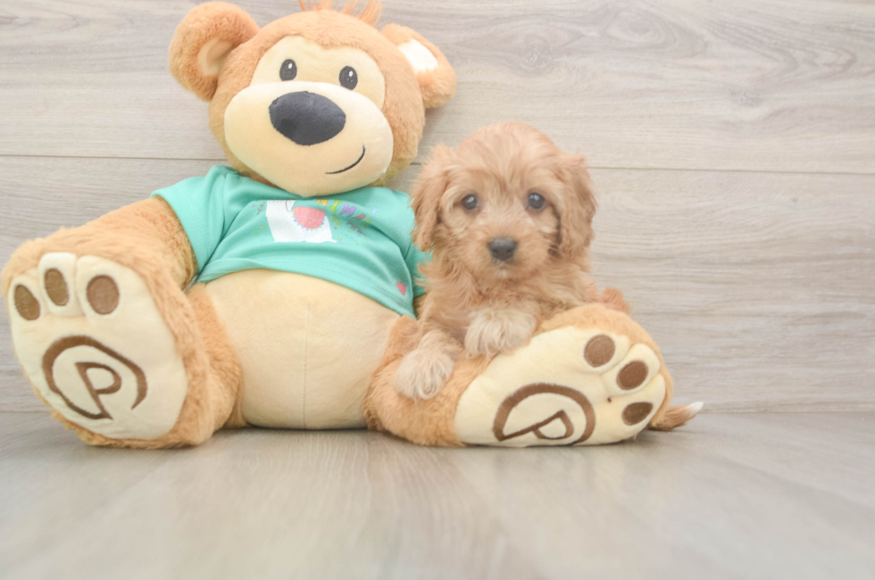 6 week old Cavapoo Puppy For Sale - Windy City Pups