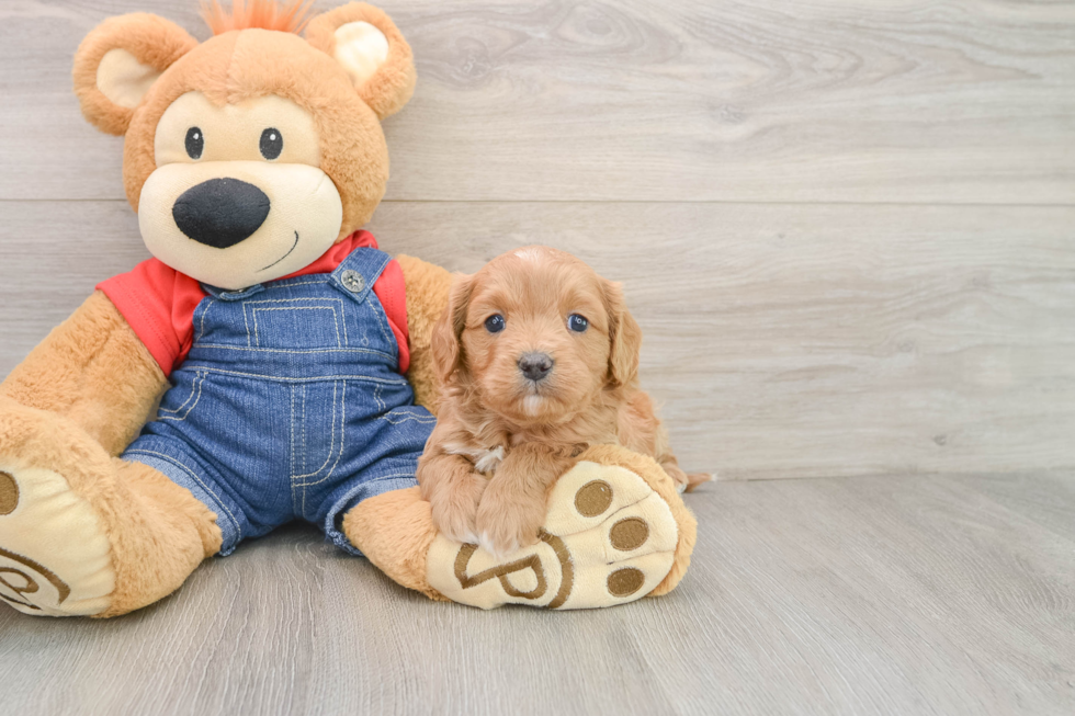 Adorable Cavalier King Charles Spaniel and Poodle Mix Poodle Mix Puppy