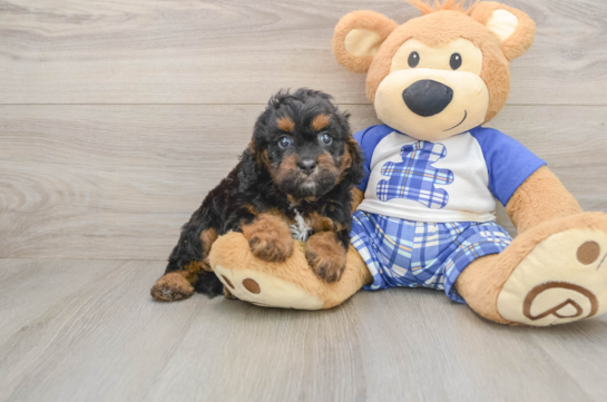 Cavapoo Puppy for Adoption