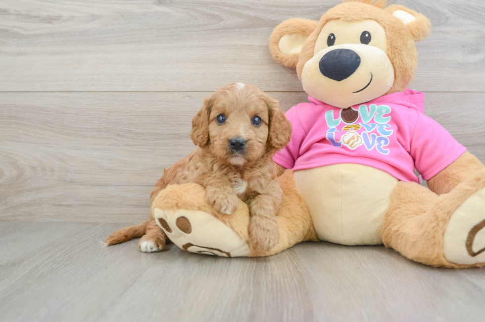 7 week old Cavapoo Puppy For Sale - Windy City Pups
