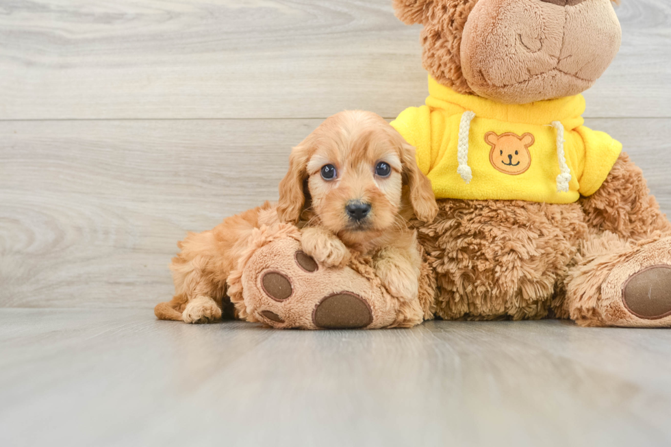 Best Cavapoo Baby