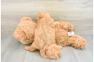 Cavapoo Puppy for Adoption