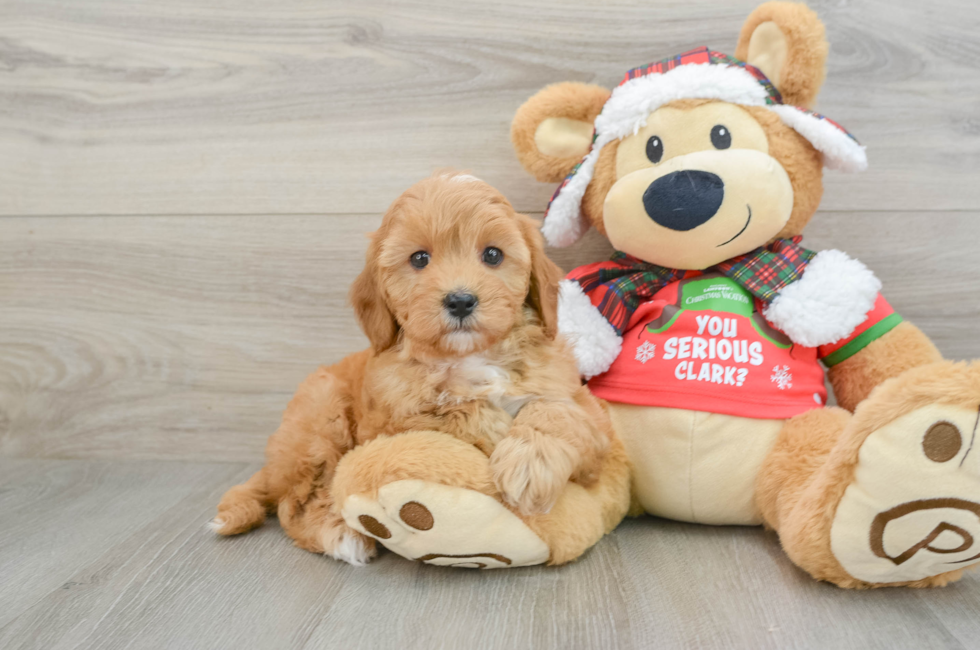 5 week old Cavapoo Puppy For Sale - Windy City Pups