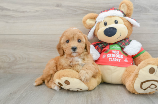 Playful Cavapoodle Poodle Mix Puppy