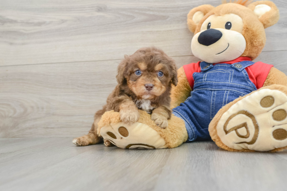 Popular Cavapoo Poodle Mix Pup