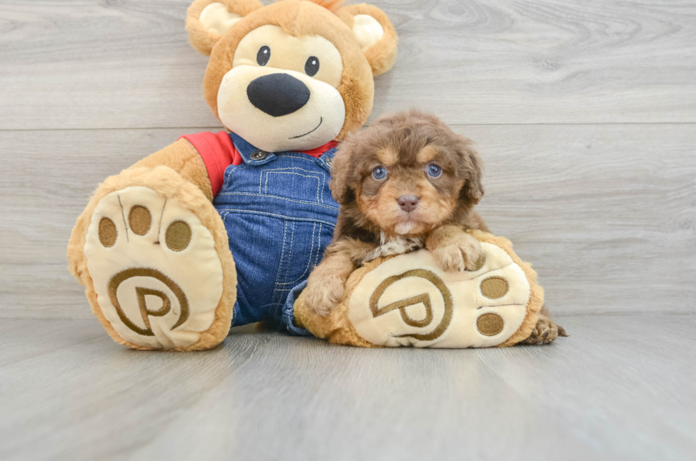 5 week old Cavapoo Puppy For Sale - Windy City Pups