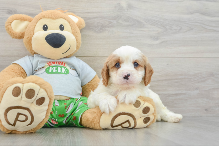 Sweet Cavapoo Baby