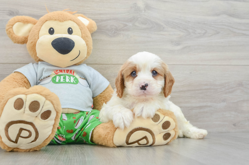 8 week old Cavapoo Puppy For Sale - Windy City Pups