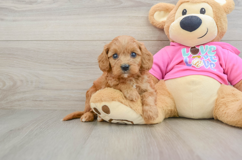 7 week old Cavapoo Puppy For Sale - Windy City Pups