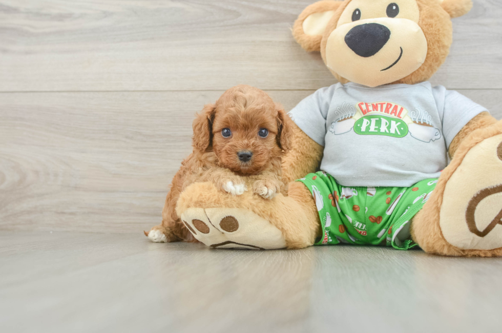 5 week old Cavapoo Puppy For Sale - Windy City Pups
