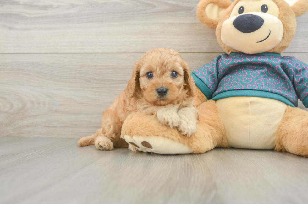 5 week old Cavapoo Puppy For Sale - Windy City Pups