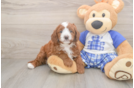 Hypoallergenic Cavadoodle Poodle Mix Puppy
