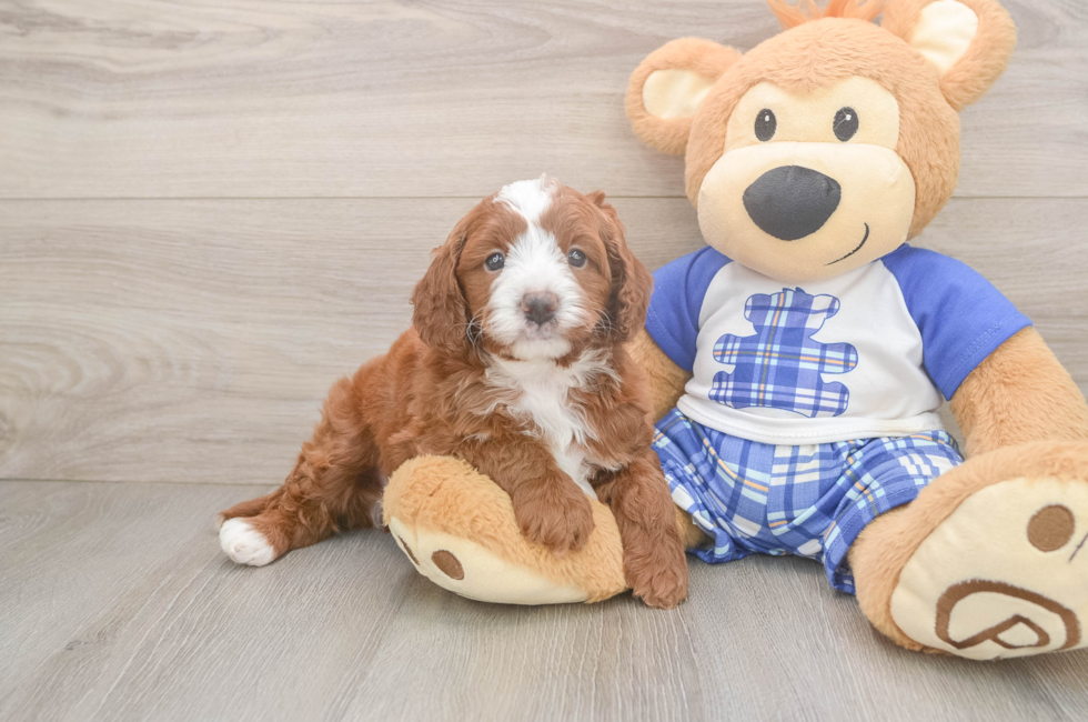 5 week old Cavapoo Puppy For Sale - Windy City Pups