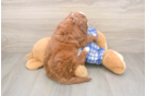 Cavapoo Puppy for Adoption