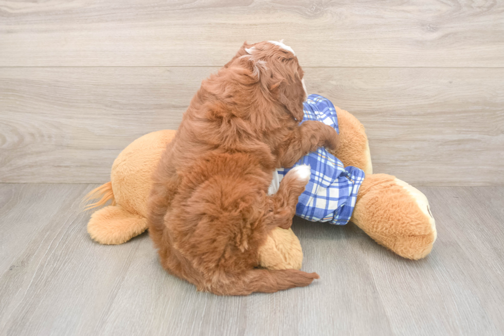 Cavapoo Puppy for Adoption